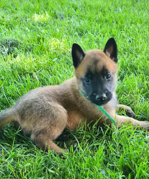 Berger Belge  Chiot 7 Du Domaine Du Pont De Loye