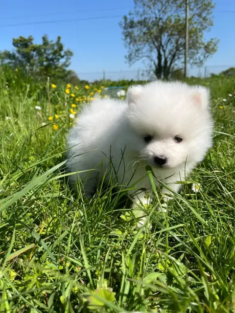 Spitz Japonais  Chiot N°1 De Jerrie Black photo 3