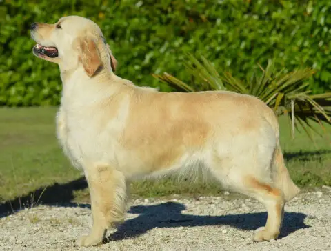 Golden Retriever  F4 Kaki Du Clos De Compostelle photo 2