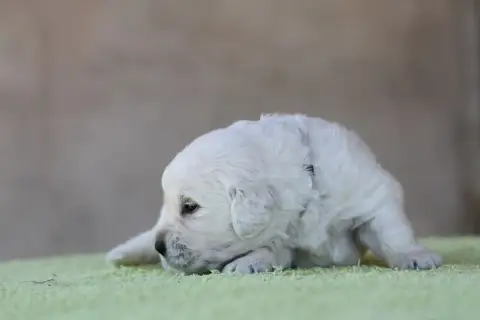 Golden Retriever photo 3