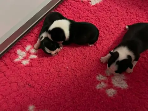 Boston Terrier photo 3