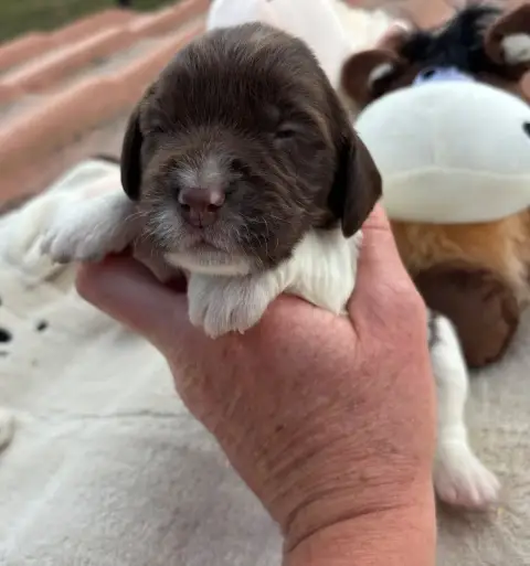 English Springer Spaniel  B.................... Des E 8c68e