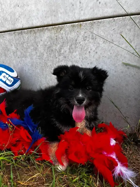 Chien Finnois De Laponie  Babou Du Domaine Des Trolls 8bbea photo 3