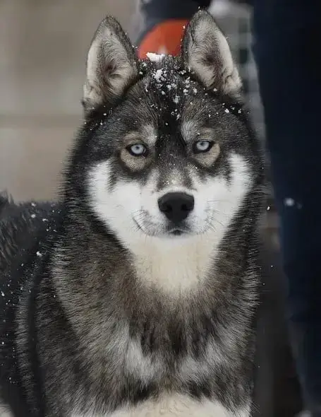 Siberian Husky  Chiot N°1 De Romane De La Fardelle photo 2