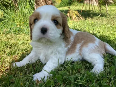 Cavalier King Charles Spaniel  Chiot N°4 Des Collines 53673