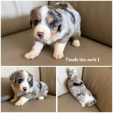 Berger Américain Miniature  Femelle Bleu Merle 1 Des  5e804