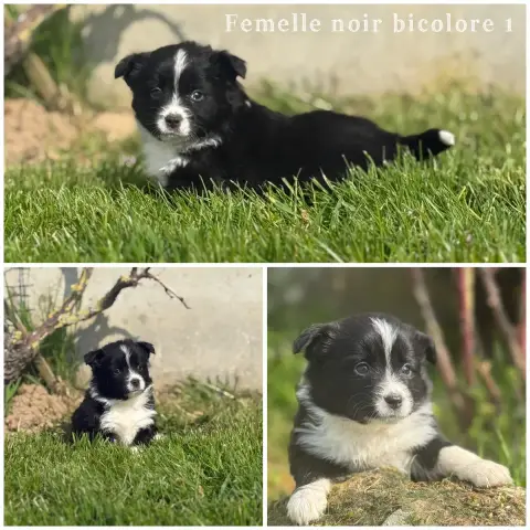 Berger Américain Miniature