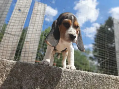 Beagle  Aïti Du Domaine Des Pattes Dorées photo 2
