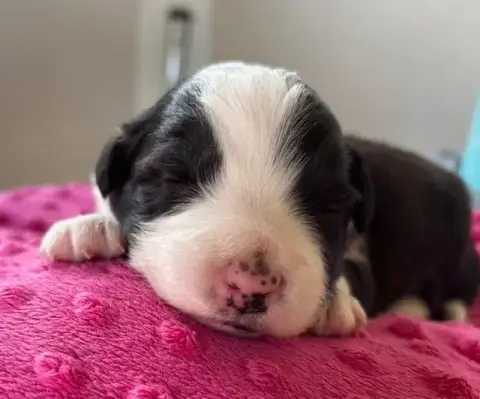 Border Collie