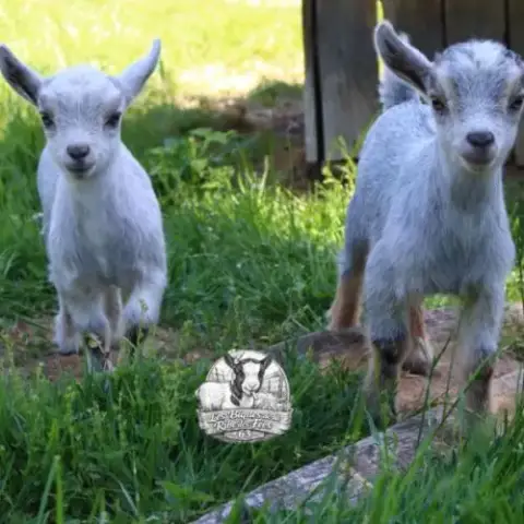 Chèvres, Boucs Et Chevreaux Nains