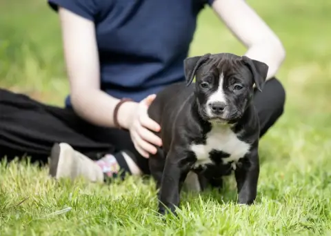 American Staffordshire Terrier  Brisket Du Chemin Des 521ec