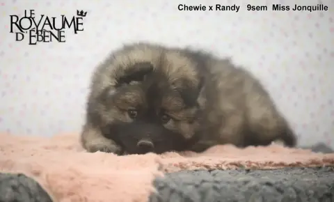 Eurasier  Jonquille Du Royaume D'Ebène photo 3