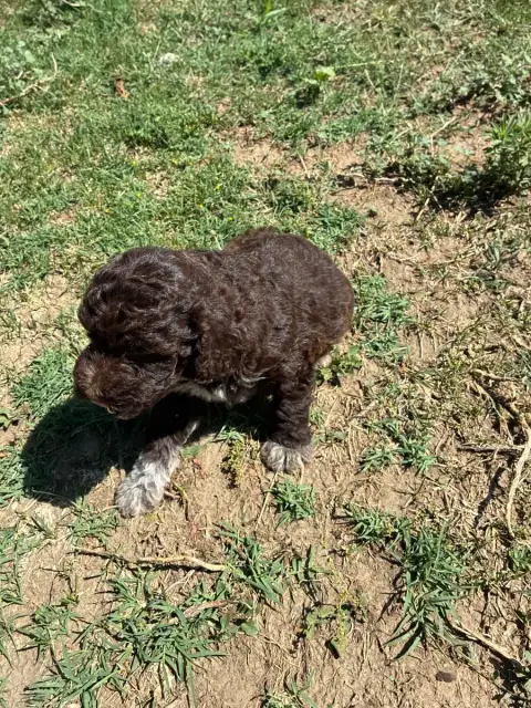 Adopter Lagotto Romagnolo 
                        Chiot N°3  f424c
