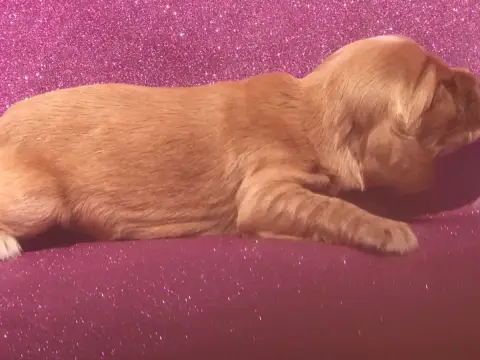 Cocker Spaniel Anglais