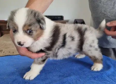 Berger Australien  Chiot N°1 Des Hirondelles Du Voyag 13aab photo 2