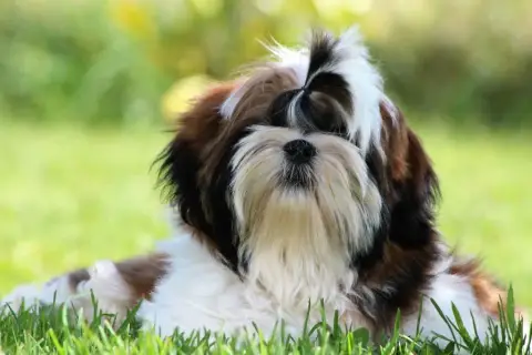 Shih Tzu  Chiot N°2 Du Moulin De Madjurie photo 2