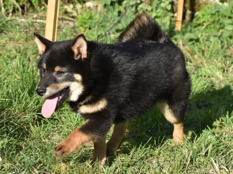 Shiba  Atsushi De La Folle Emprise photo 3