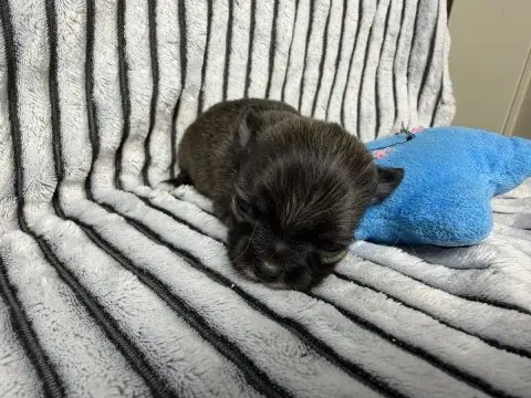 Chihuahua  Chiot N°2 Du Moulin De Madjurie
