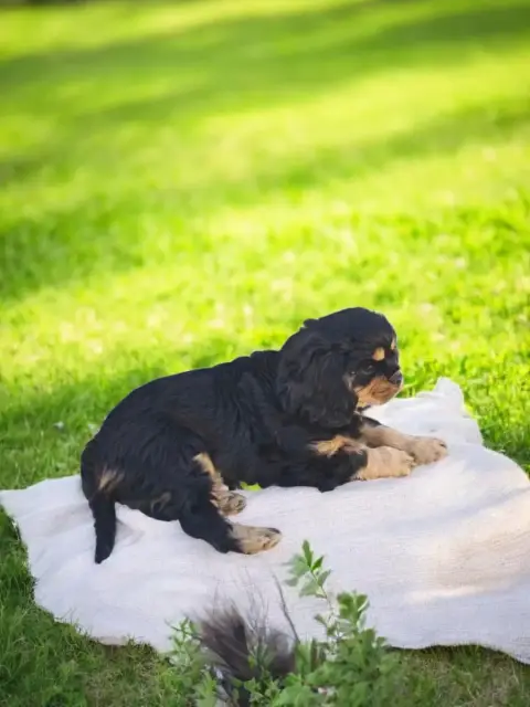 Cavalier King Charles Spaniel  Baku Des Heritiers De  cce83