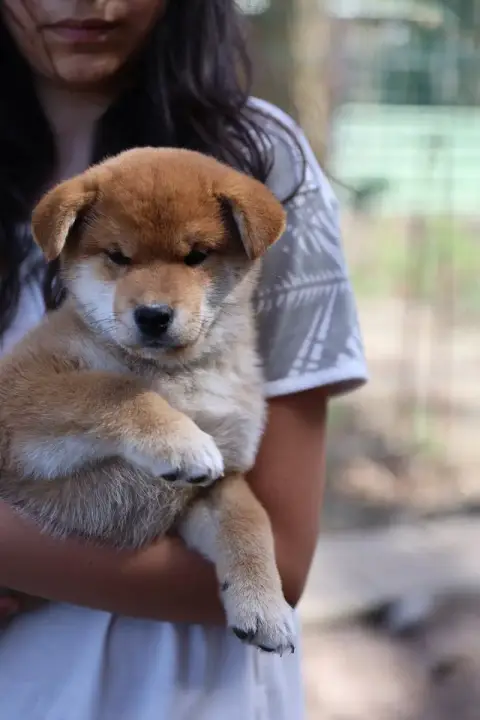 Shiba photo 2