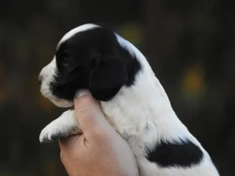 Cocker Spaniel Anglais 
                        Chiot d5162 photo 2