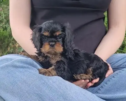Cavalier King Charles Spaniel  Chiot N°1 Des Rives Du 0ad8d