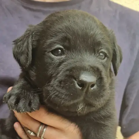 Labrador Retriever  Noire 5 Des Terres Sacrees