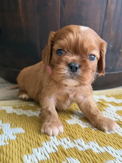 Cavalier King Charles Spaniel  Bijou De La Cour De Mi 6ab6a