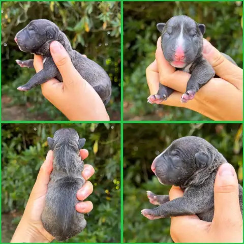 Bull Terrier Miniature