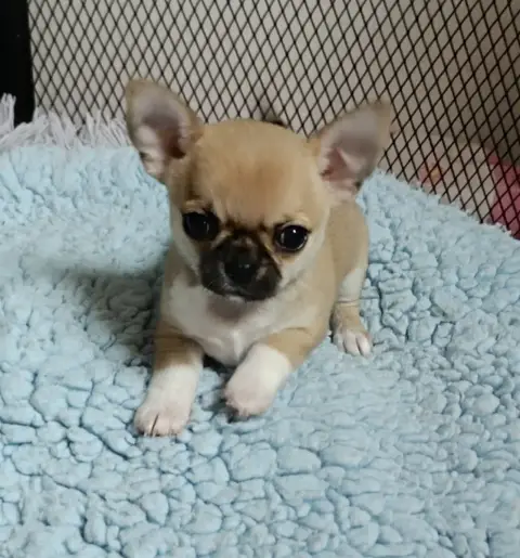 Chihuahua  Bébé 2 Des Jolis Coeurs De Stanley