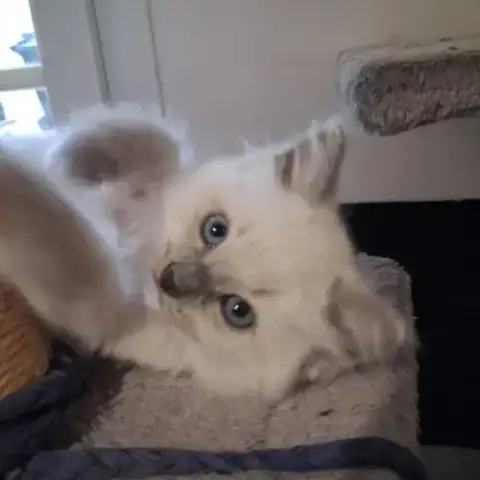 Bachira - Mâle Blue Point Mitted, Ragdoll