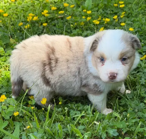 Berger Américain Miniature  Chiot N°3 photo 2