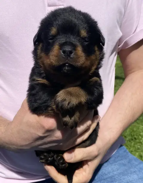 Rottweiler