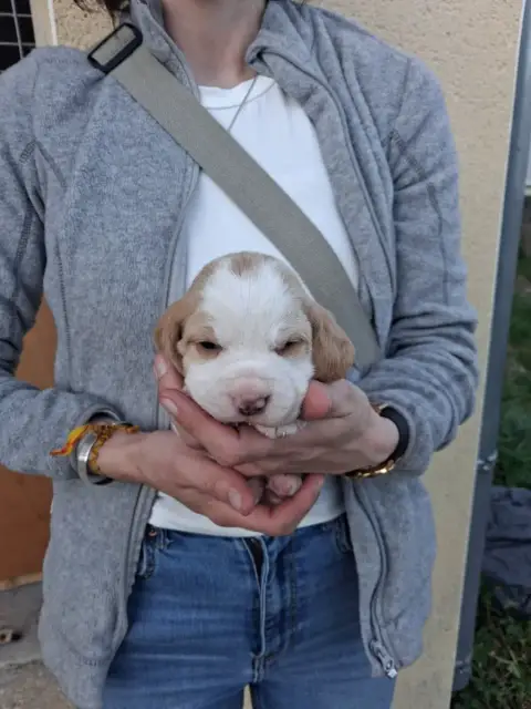 Beagle  Chiot N°5 Des Meneurs D'Ariege