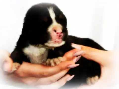 Bouvier Bernois  Chiot N°6 Du Cercle Des Cerbères