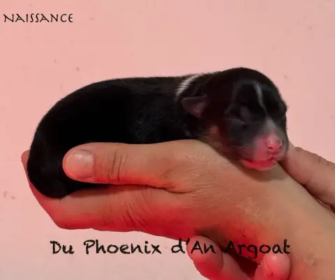 Berger Australien  Chiot 1 Du Phoenix D'An Argoat photo 3