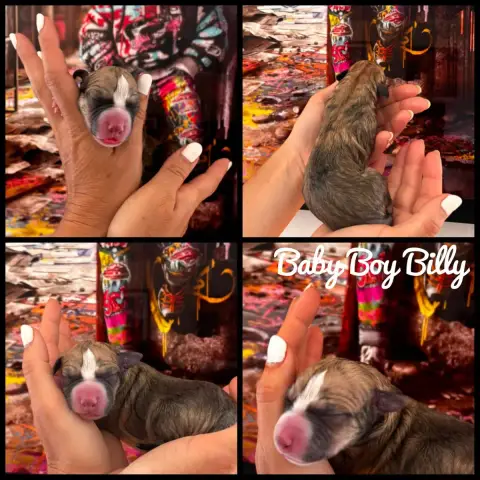 Whippet  Baby Boy Billy Of Continuity Of Cyyl