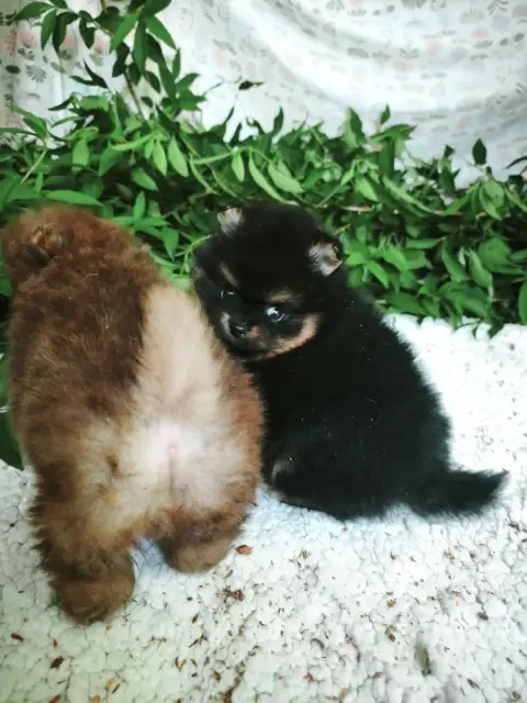 Spitz Allemand photo 2