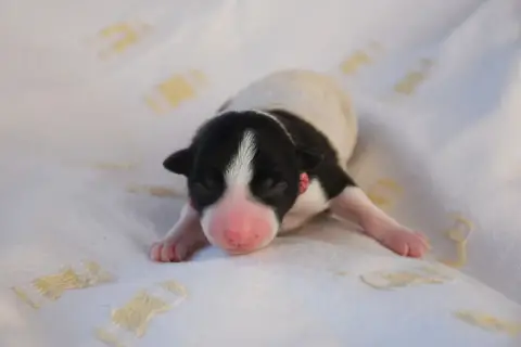 Border Collie