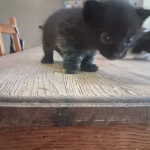 Chat Baloo À La Réservation