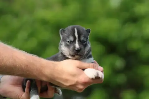 Siberian Husky  Baya Of Masadora