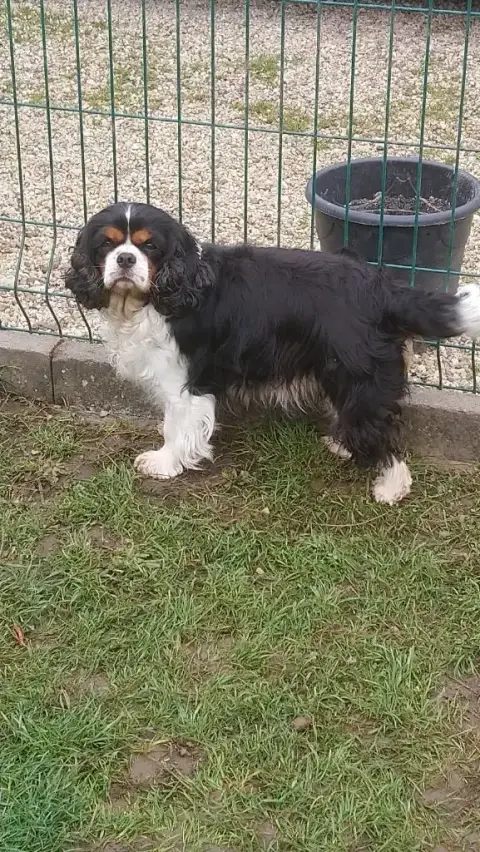 Cavalier King Charles Spaniel  Chiot N°3 Des Grands R 61f06 photo 2