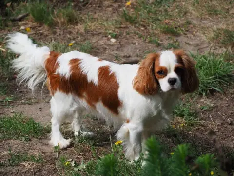 Cavalier King Charles Spaniel  B 1 Of Little By Littl e07b1 photo 3