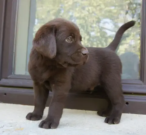 Labrador Retriever  Mc2 Des Assards De Pierregourde b228b