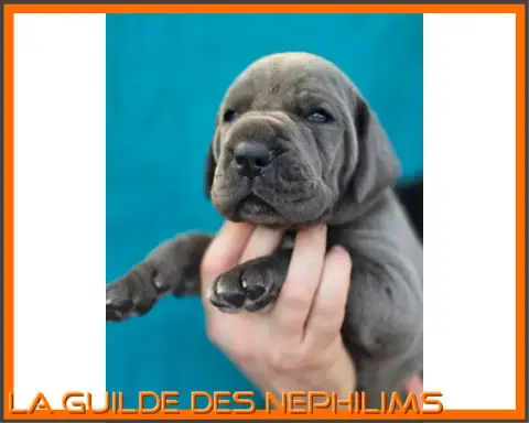 Dogue Allemand  Björn Côtes De Fer De La Guilde Des N 2e0d9 photo 2