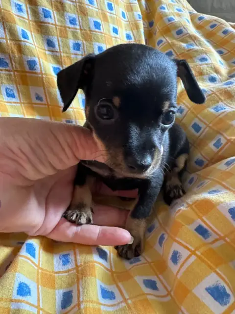 Russkiy Toy (Petit Chien Russe)  Chiot 3 Des Dunes De 53b20
