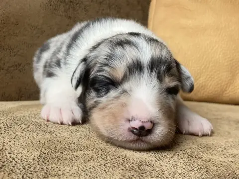 Berger Australien 
                        Chiot N°3  4cfae