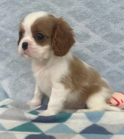Cavalier King Charles Spaniel  Chiot N°3 D'Ysatis