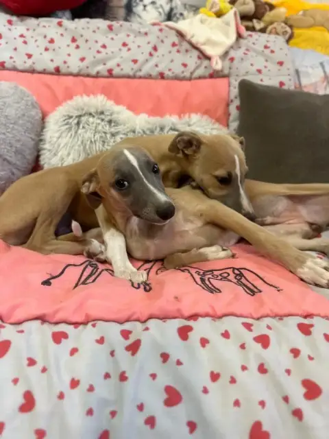 Whippet  Azura Bleue Chiot Du Cèdre Enchanté