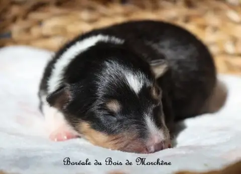 Shetland Sheepdog  Boréale Du Bois De Morchène photo 2